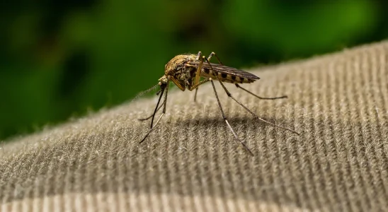 Doctors warn against viral hot spoon mosquito hack