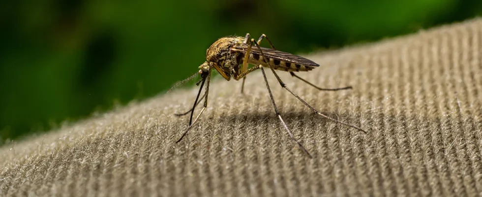 Doctors warn against viral hot spoon mosquito hack