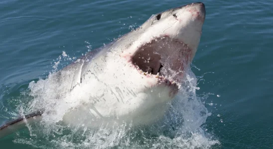 Couple left to die in shark-infested waters – their diary entries are chilling
