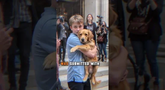 She Said the Service Dog Was Dangerous — The Court’s Response Shocked Everyone