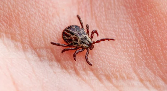 How to properly dispose of ticks if you find one