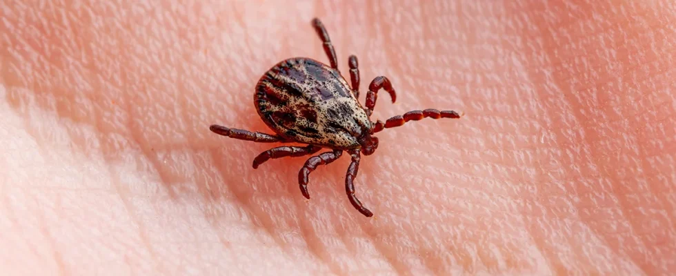 How to properly dispose of ticks if you find one