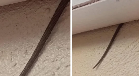 Online user finds creepy object hanging from ceiling