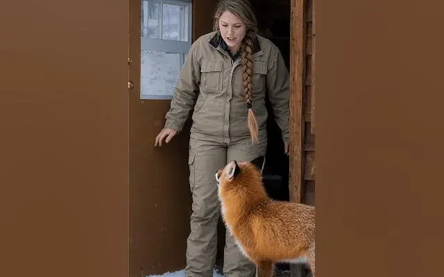 Intelligent Fox Recruits Woman To Liberate A Trapped Woodland Bear