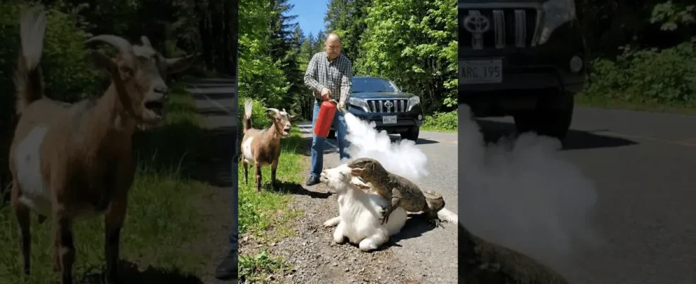 Heroic Stranger Saves Distressed Animal From Predatory Lizard Strike